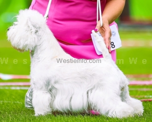 Polish Girl Preeminet White Dog