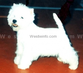Westie-White Wessely