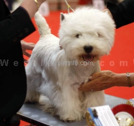 Alfie the Prince of White Gallardo