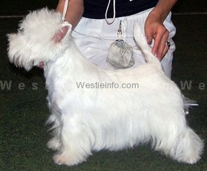 Surprise Westie Royal Romance